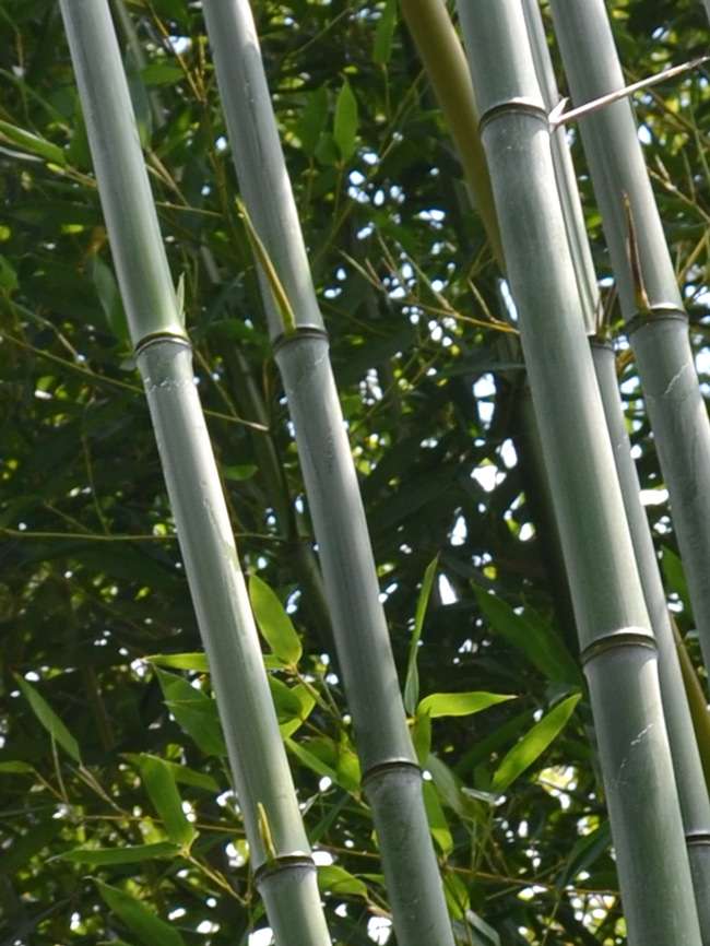 Bambus-Marburg: Phyllostachys aureosulcata alata - typische olivf�rbung der Halme - Ort: Marburg