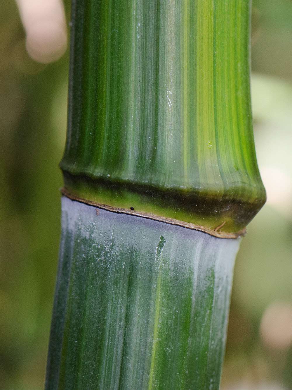 Bambus-Marburg: Detailansicht vom Bambushalm Phyllostachys aureosulcata harbin - Ort: Marburg