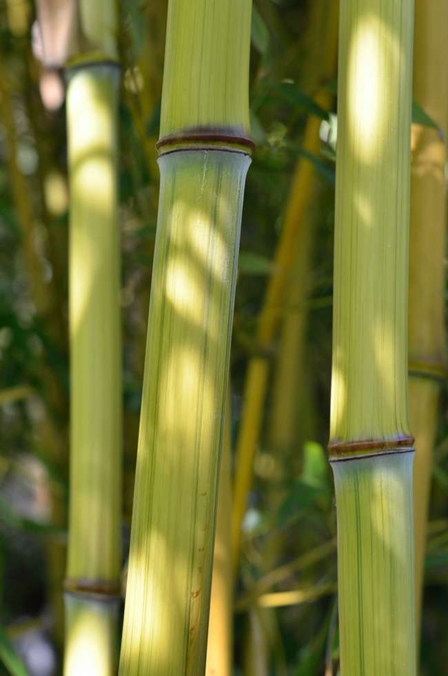 Bambus-Marburg: Detailansicht vom Bambushalm Phyllostachys aureosulcata harbin inversa - Ort: Marburg