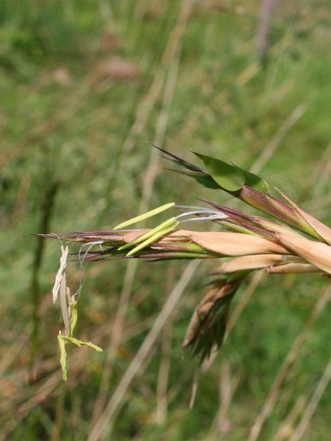 Bambus-Marburg: Detailansicht der Bambusbl�te 2014 von Phyllostachys kwangsiensis - Ort: Marburg