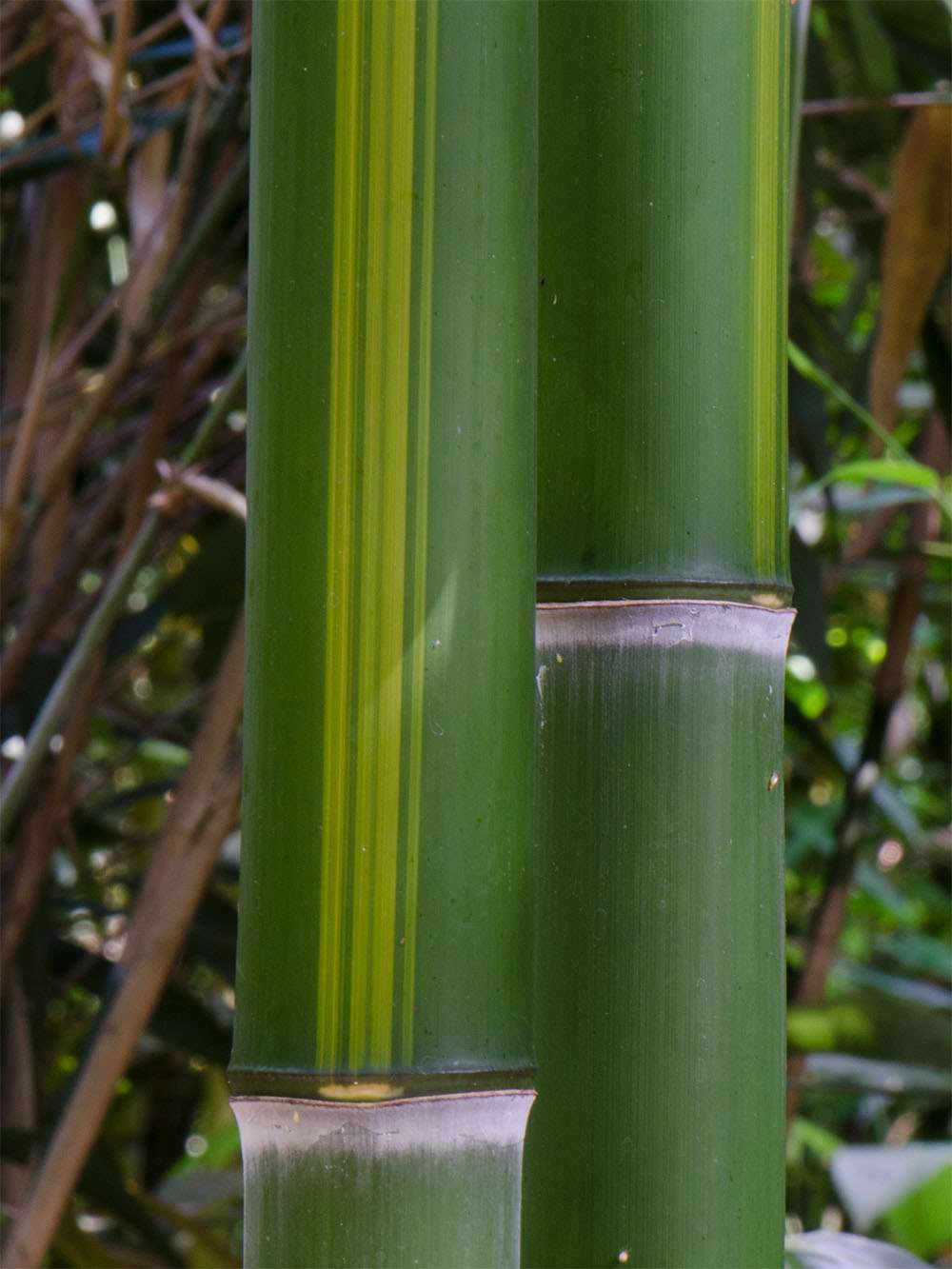 Bambus-Marburg: Halmzeichnung von der Bambussorte Phyllostachys vivax huangwenzhu - Ort: Marburg