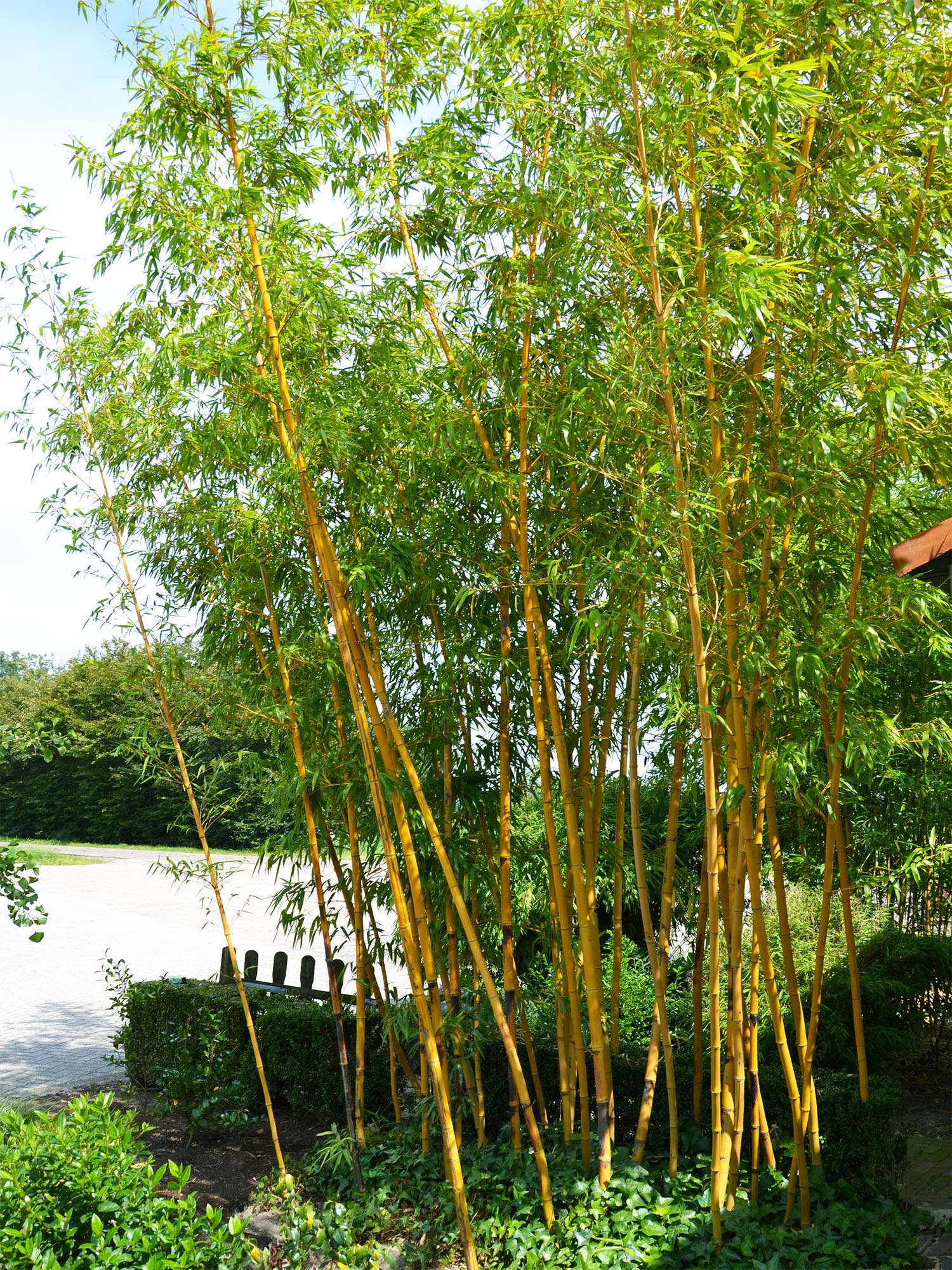 Bambus-Marburg: Aufnahme von Phyllostachys vivax aureocaulis - Ort: Marburg