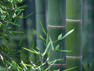 Bambus-Marburg Phyllostachys