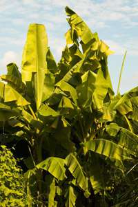 Winterharte Banane
